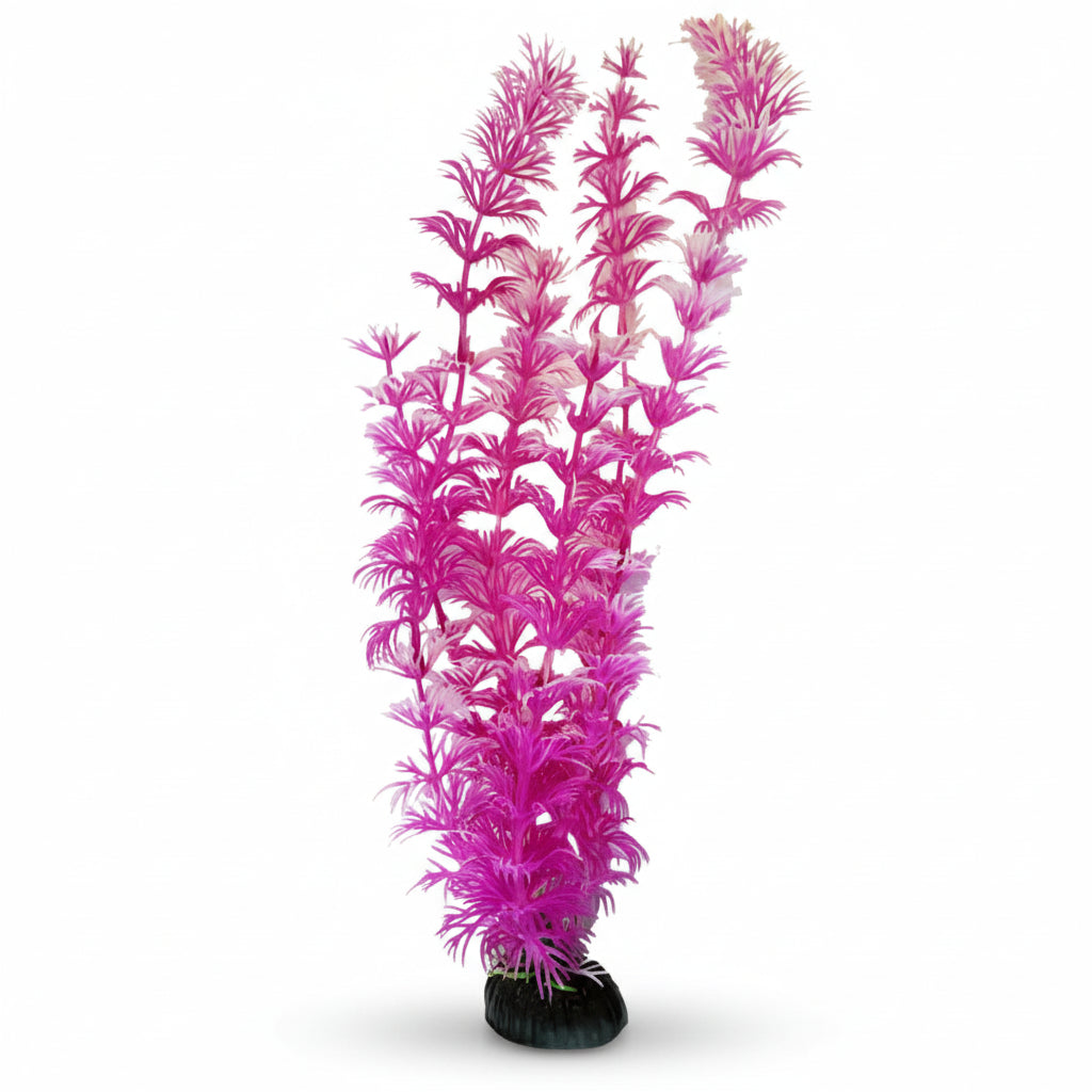 Aqua-Plant Ambulia Pink
