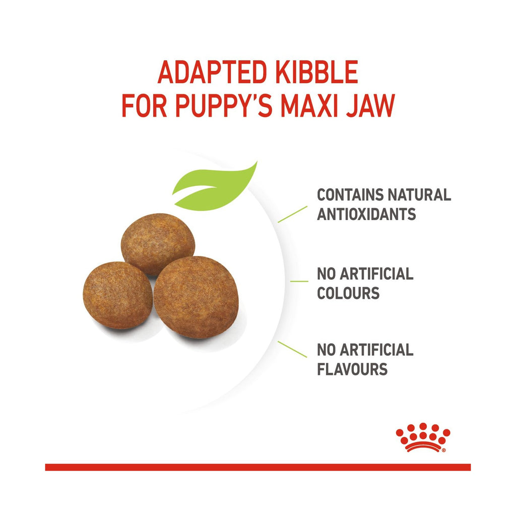 Dog kibble ball product graphic with the text 'ADAPTED KIBBLE FOR PUPPY'S MAXI JAW' and callouts stating it contains natural antioxidants, has no artificial colours, and no artificial flavours. Three brown kibble balls are shown on a white plate-like shape with a green leaf icon, and the Royal Canin crown logo appears at the bottom right.