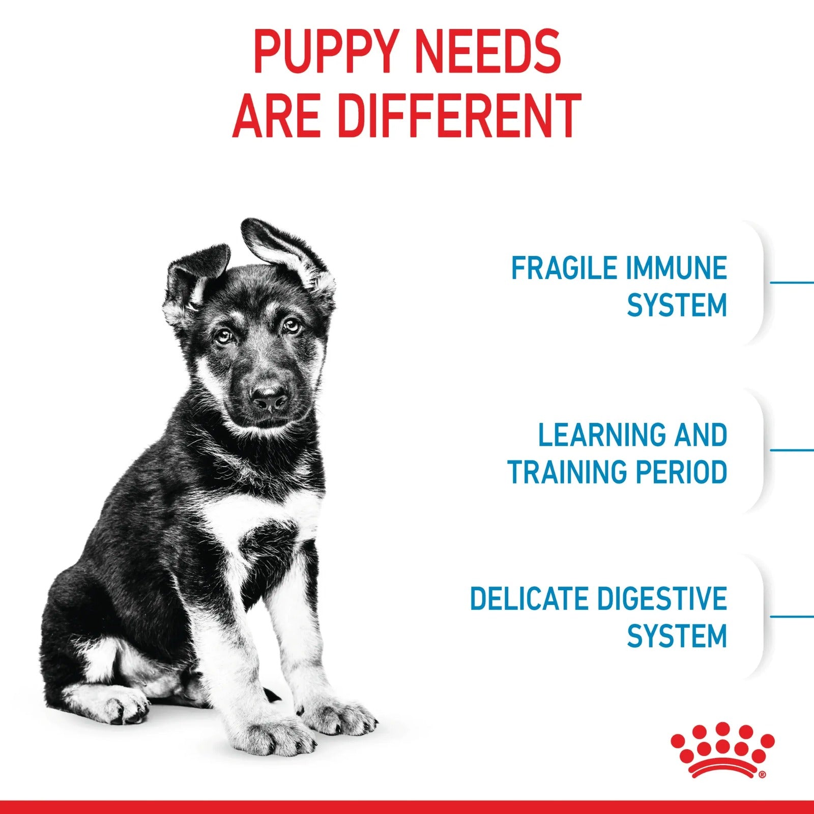 Black and white puppy with text about puppy needs on a white background