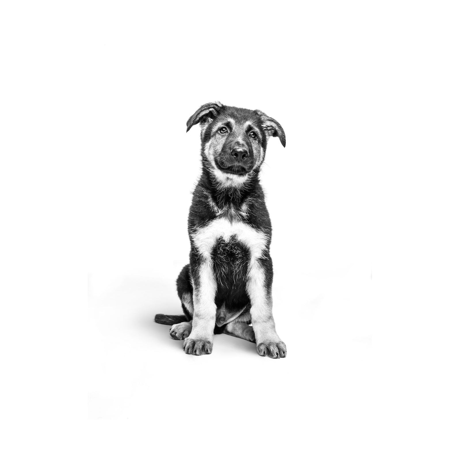 A black and white photograph of a German Shepherd puppy sitting and looking upward against a solid white background.